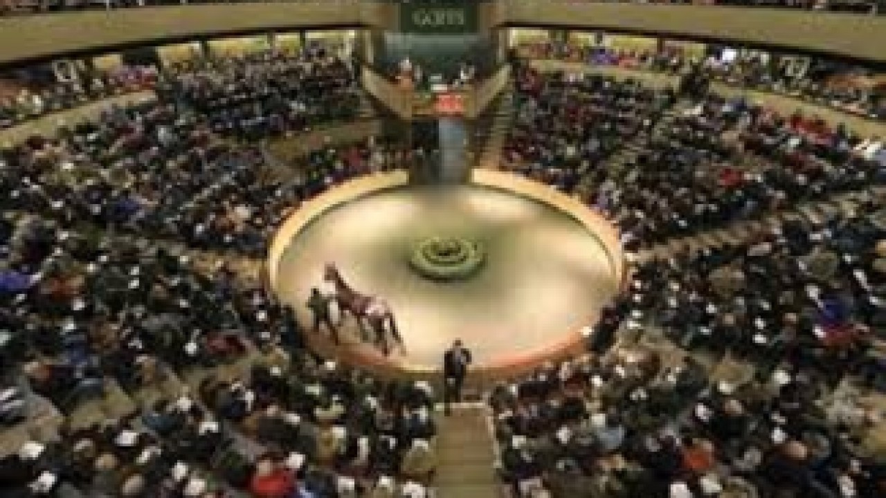 Goffs Together With Dubai Racing Club to Again Hold ... Image 2